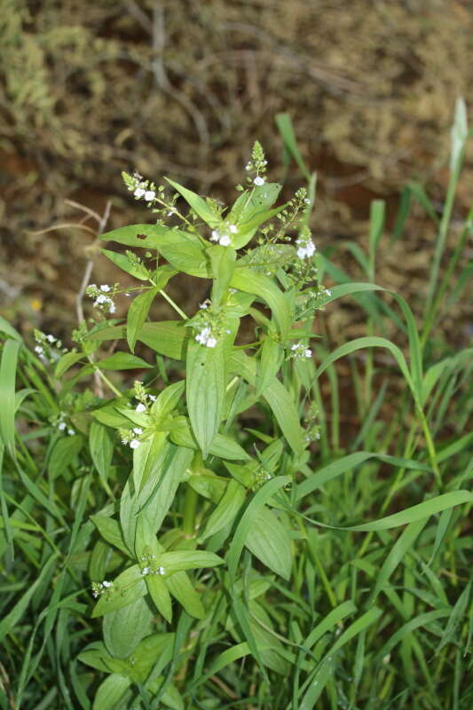 Image of Blue Water-speedwell