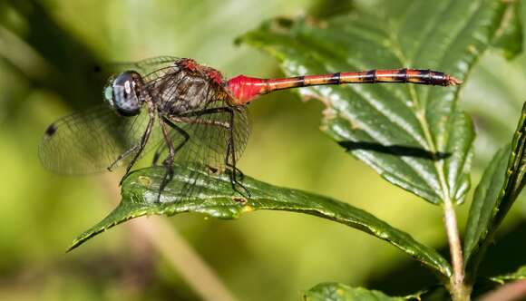 Image of Sympetrum Newman 1833