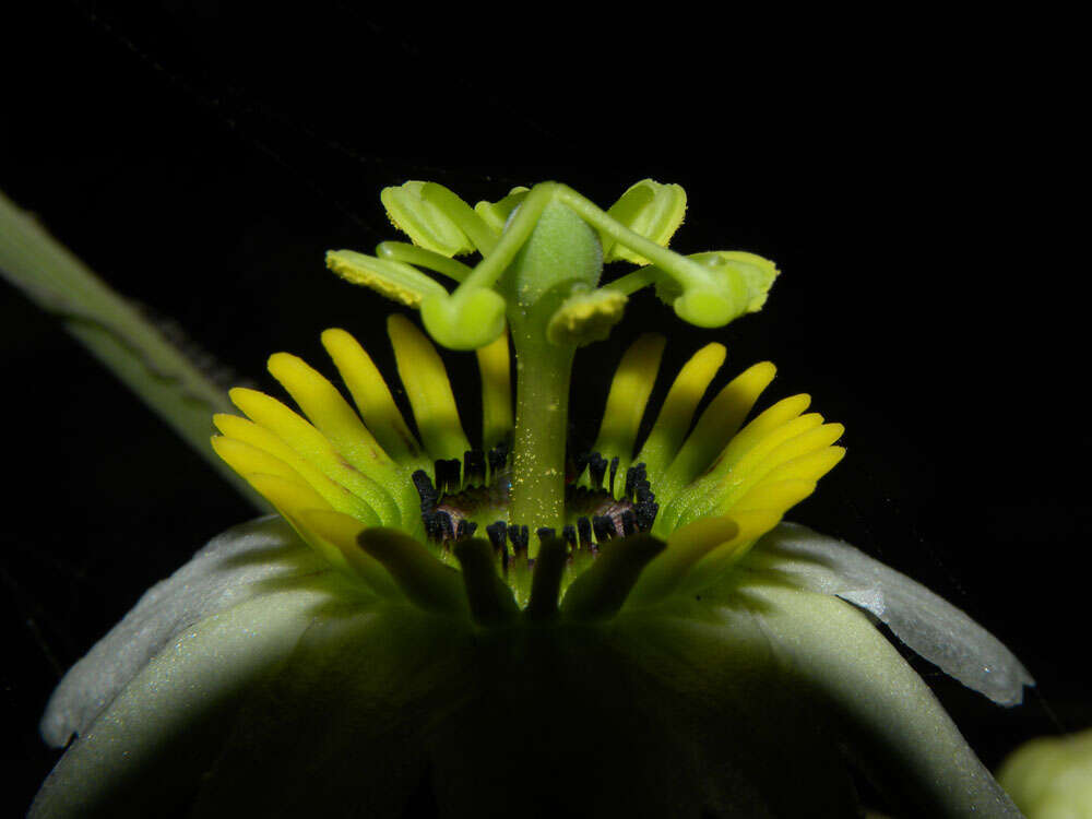 Sivun Passiflora talamancensis Killip kuva