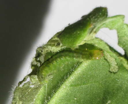 Image of Light brown apple moth