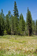 Image of California Pitcher Plant