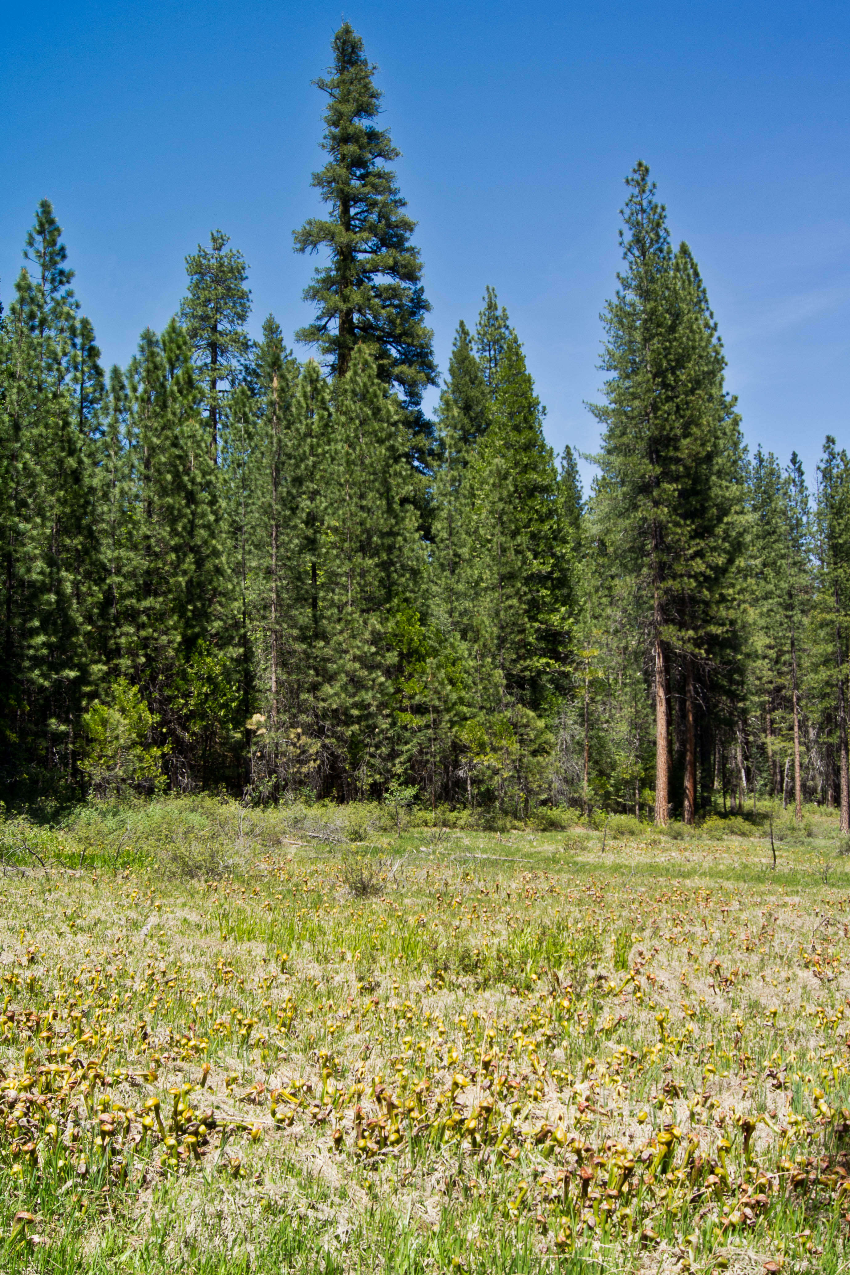 Image of California pitcherplant