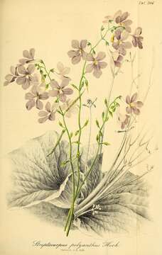 Image of cape primrose