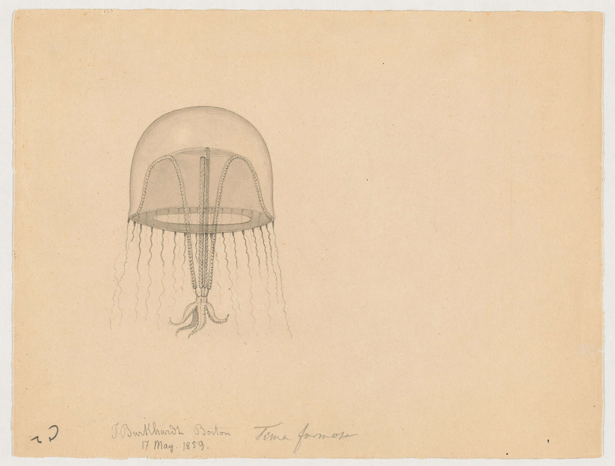 Image of Eirenidae Haeckel 1879