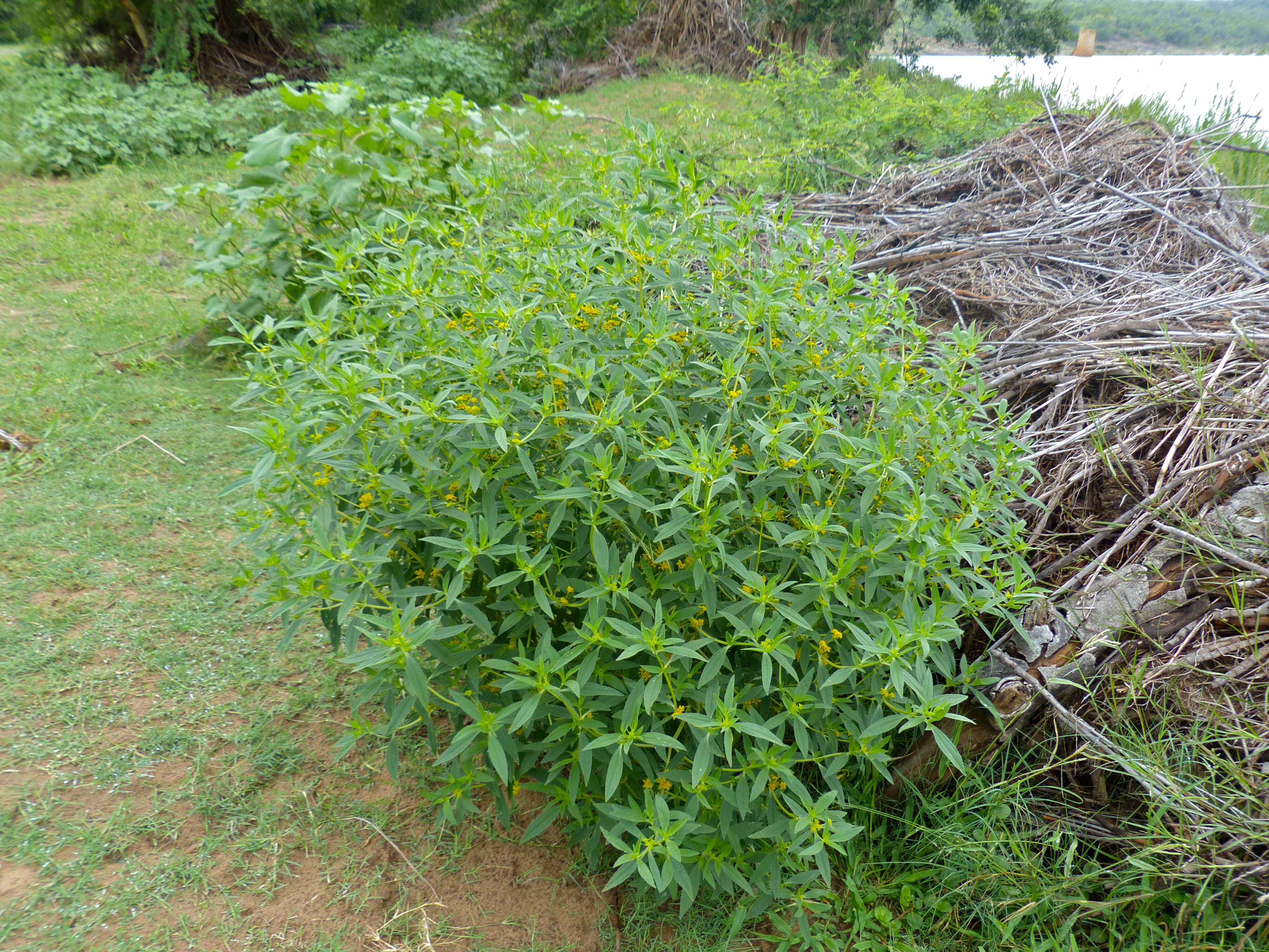 Image of yellowtops