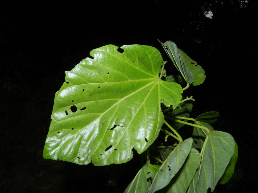 Image of Pterygota excelsa (Standl. & L. O. Williams) Kosterm.