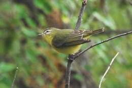 Image of Vireo Vieillot 1808