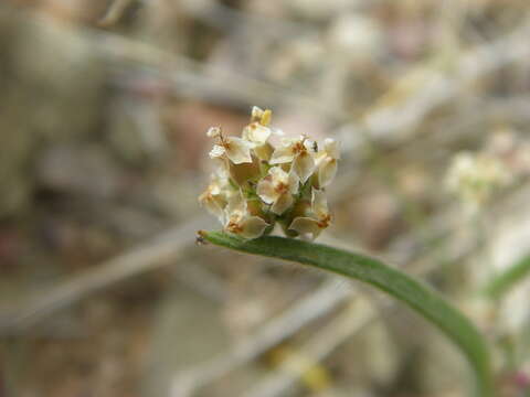 Image of blond plantain