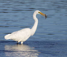 <i>Ardea modesta</i>的圖片