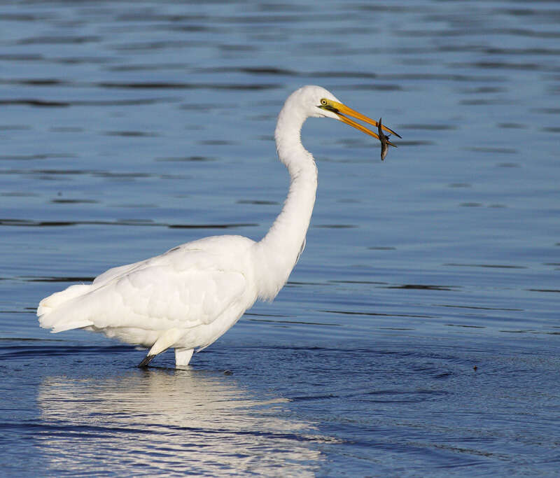 Image de <i>Ardea modesta</i>