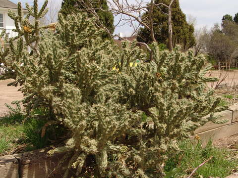 Image de Cylindropuntia whipplei (Engelm. & J. M. Bigelow) F. M. Knuth