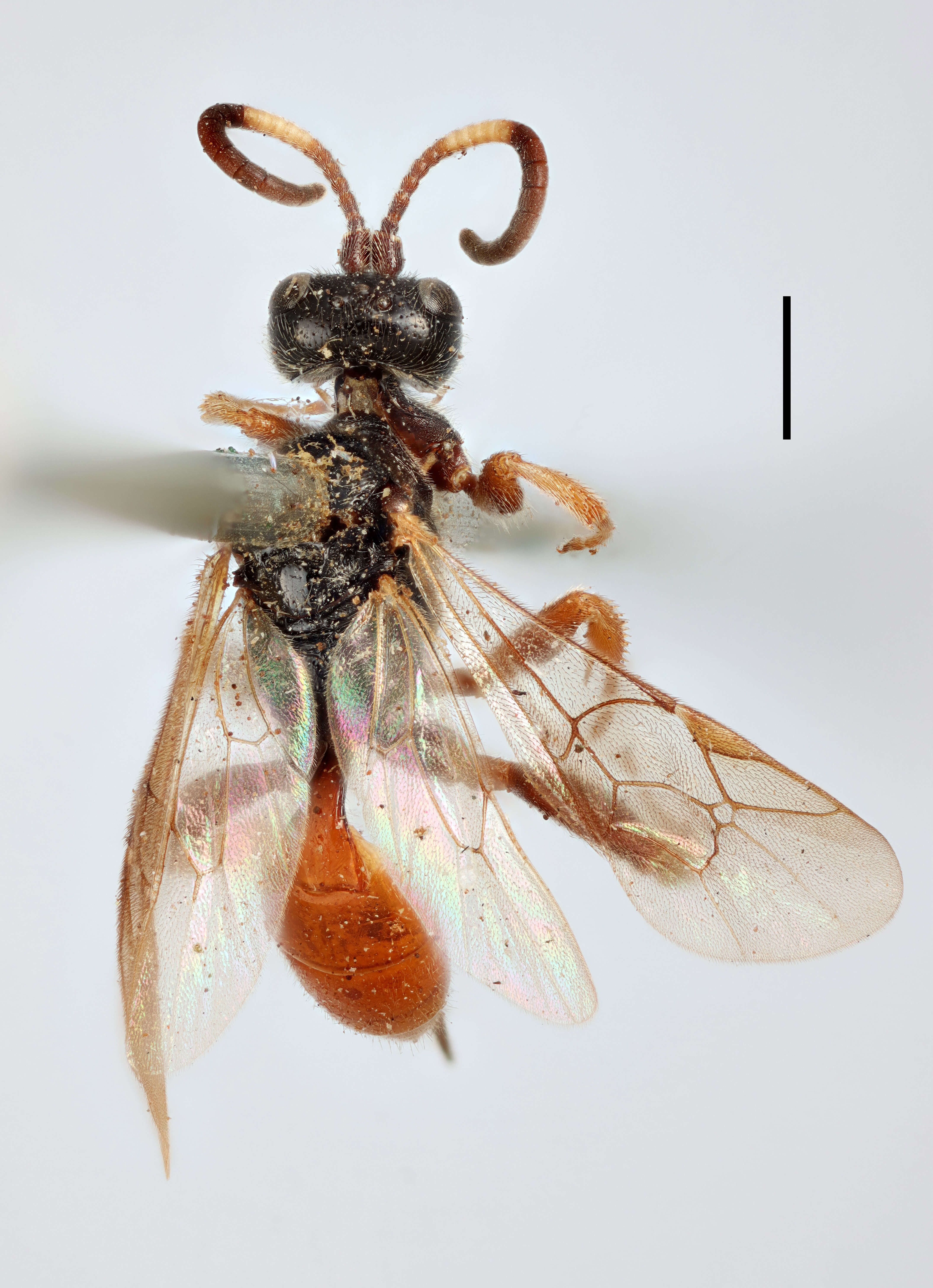 Image of Ichneumon