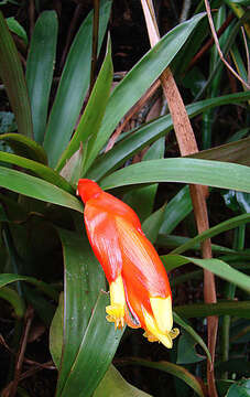 Image of tufted airplant