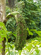 Image of fishtail palm