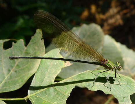 Imagem de Vestalis gracilis (Rambur 1842)