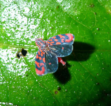 Image of Ladoffa arcuata Young 1977