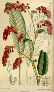 Image of Bistorta griffithii (Hook. fil.) A. J. C. Grierson