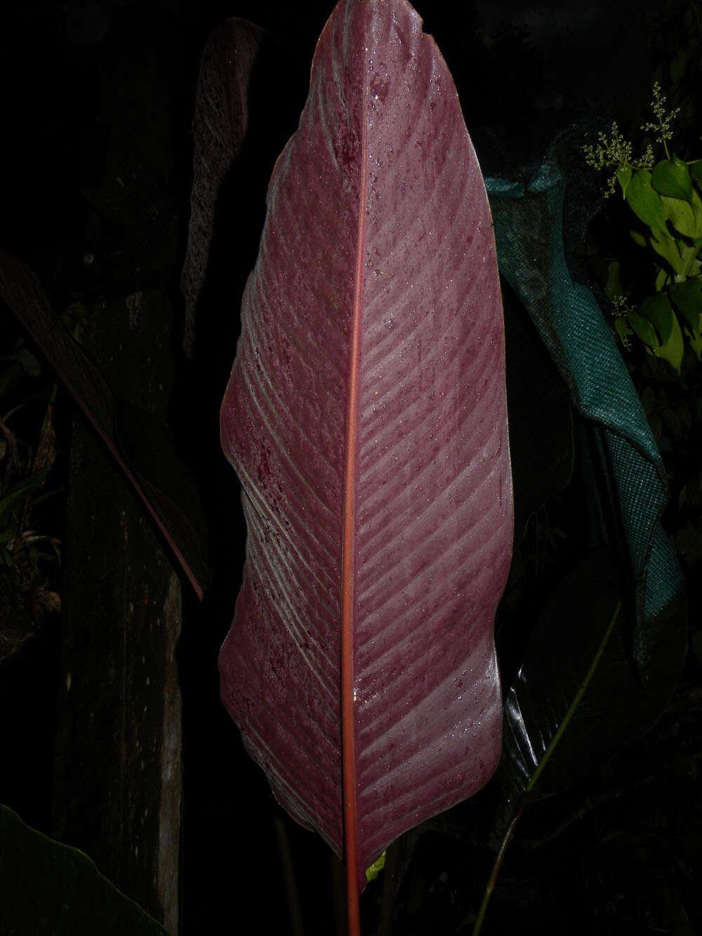 Image of Goeppertia vinosa (H. Kenn.) Borchs. & S. Suárez