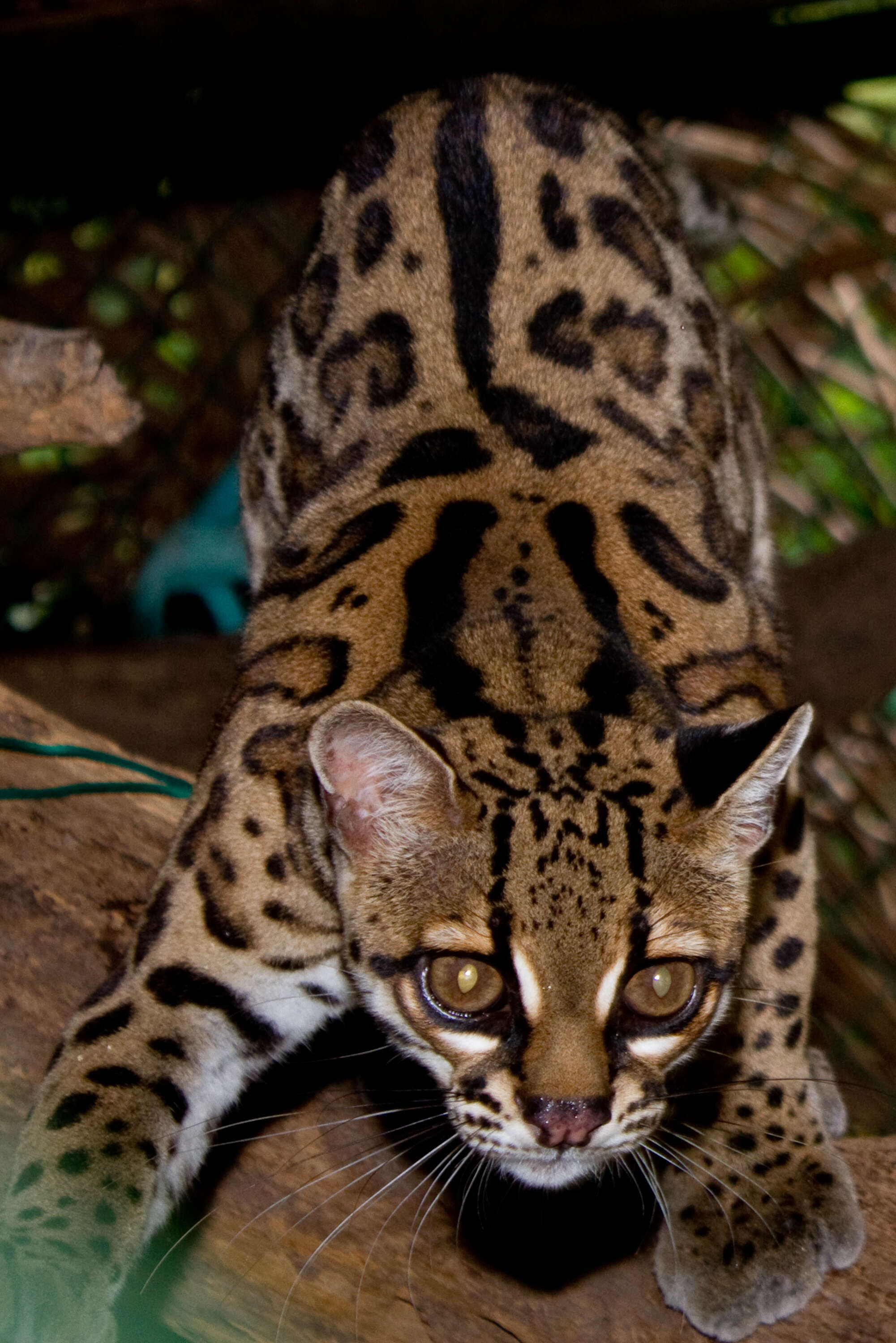 Image of Tiger cat