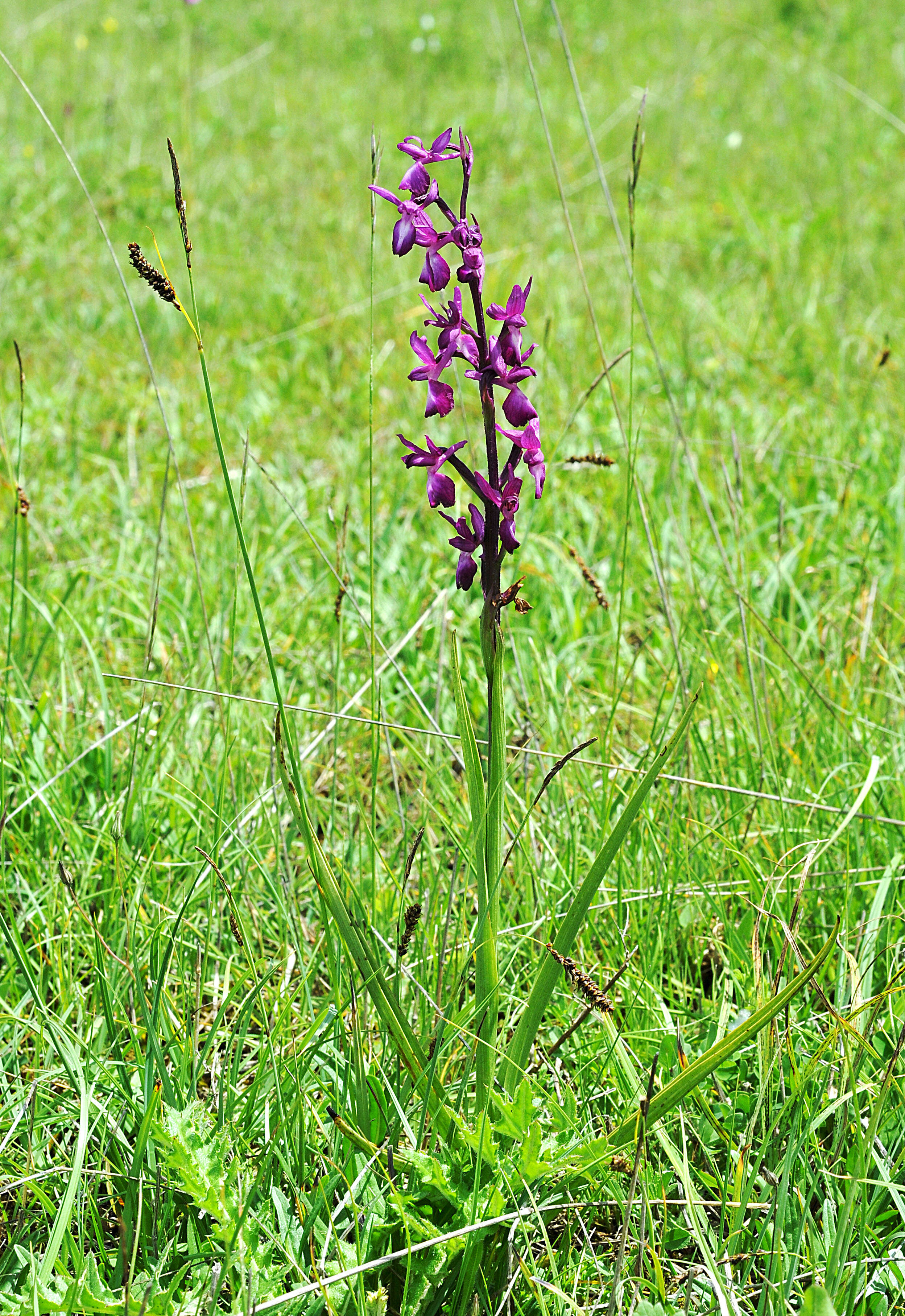 Image of Loose-flowered orchid