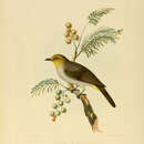 Image of Yellow-throated Bulbul