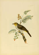 Image of Yellow-throated Bulbul