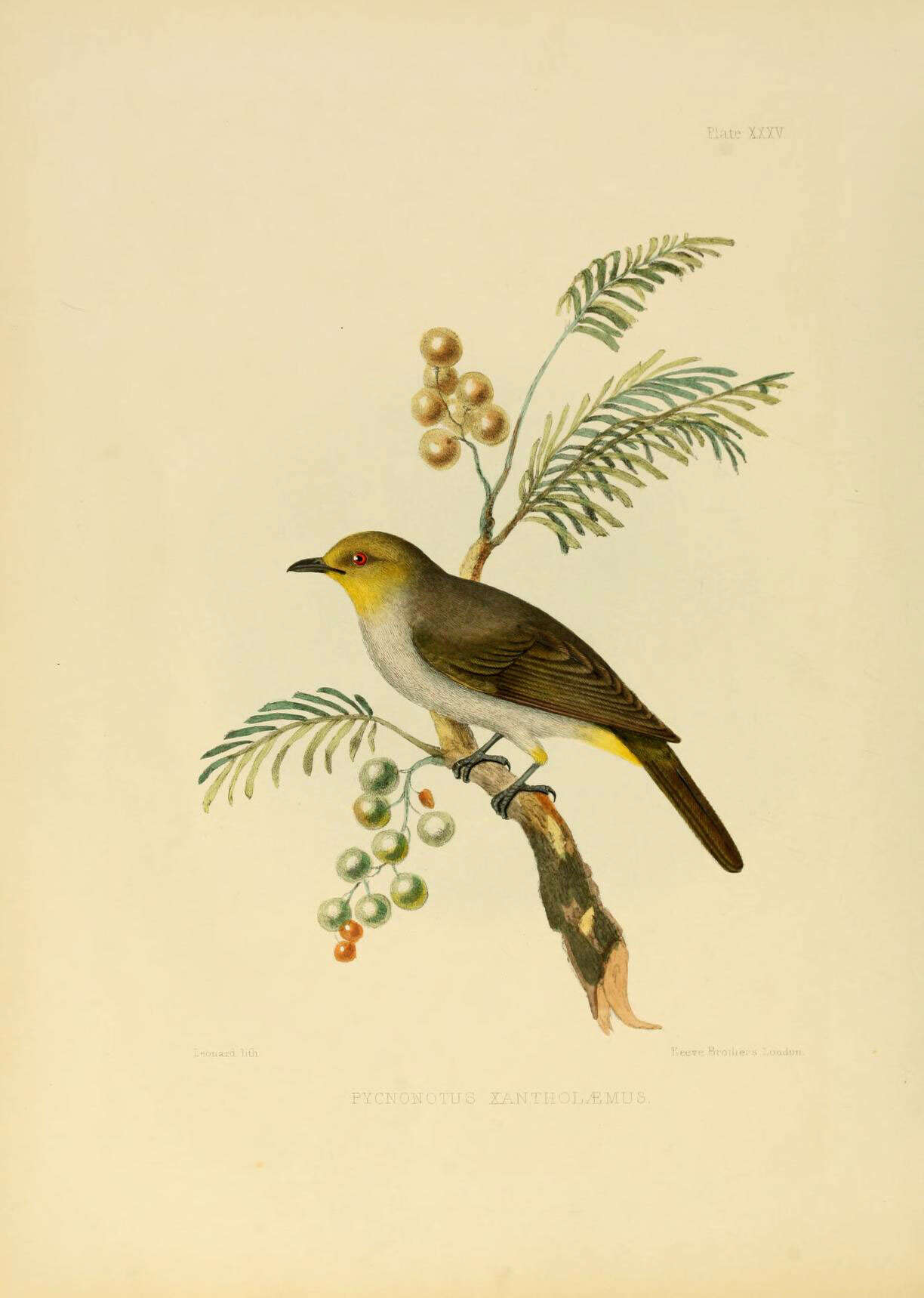 Image of Yellow-throated Bulbul