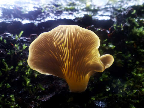 Image of Pleurotus