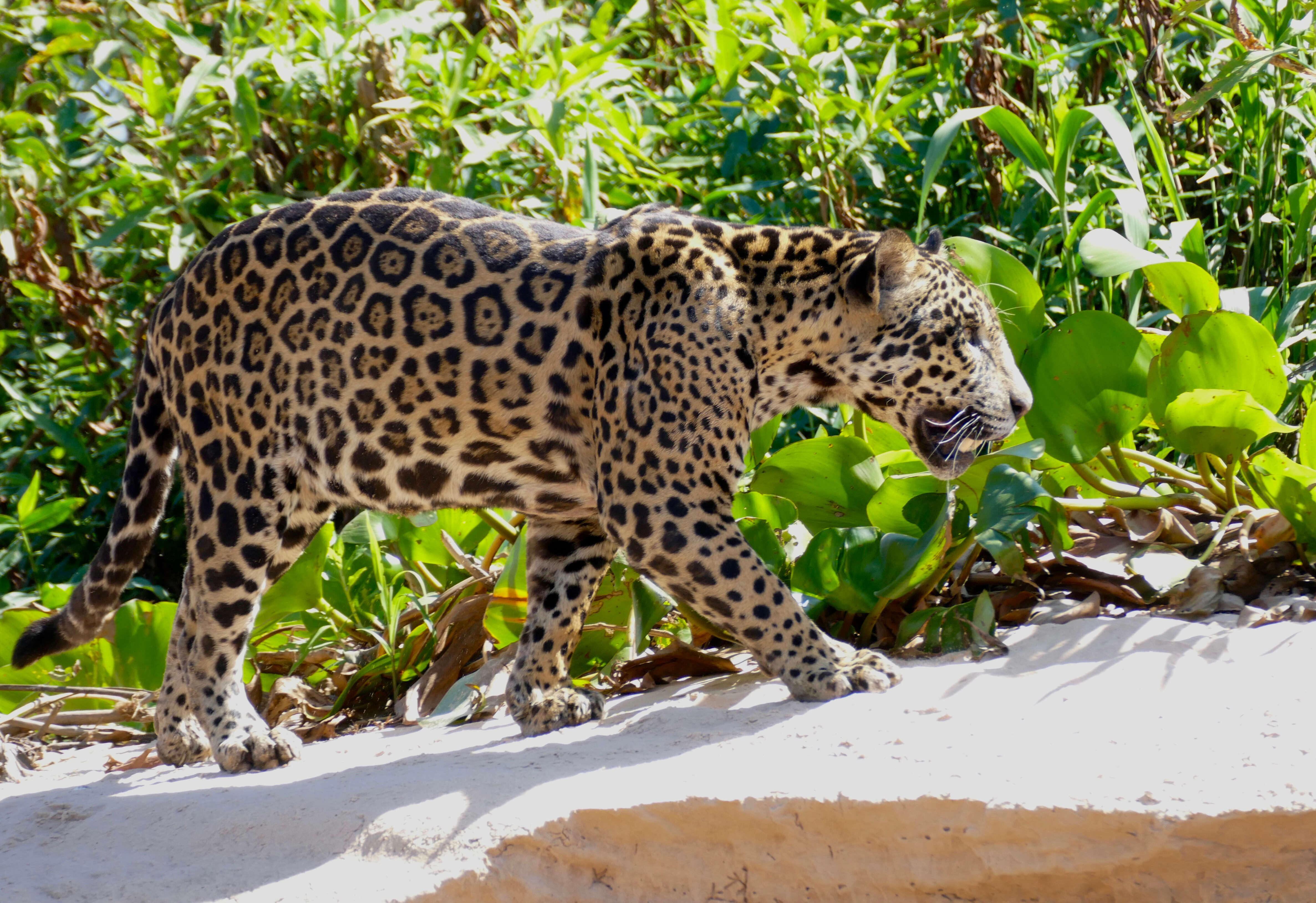 Image of Jaguar