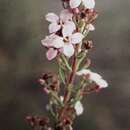 Image of Zieria aspalathoides subsp. aspalathoides