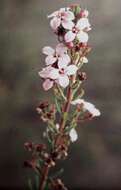 Image of Zieria aspalathoides subsp. aspalathoides