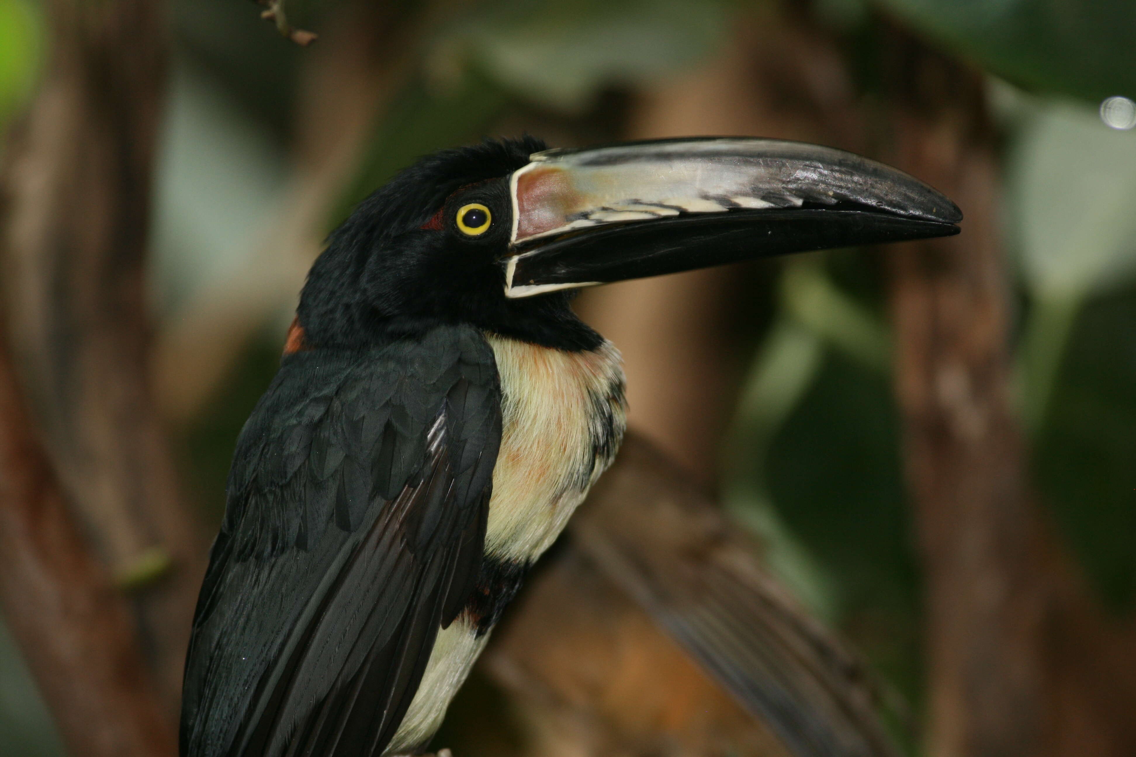 Image of Aracari