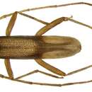 Image of Parahyphus comusioides (Gressitt 1951)