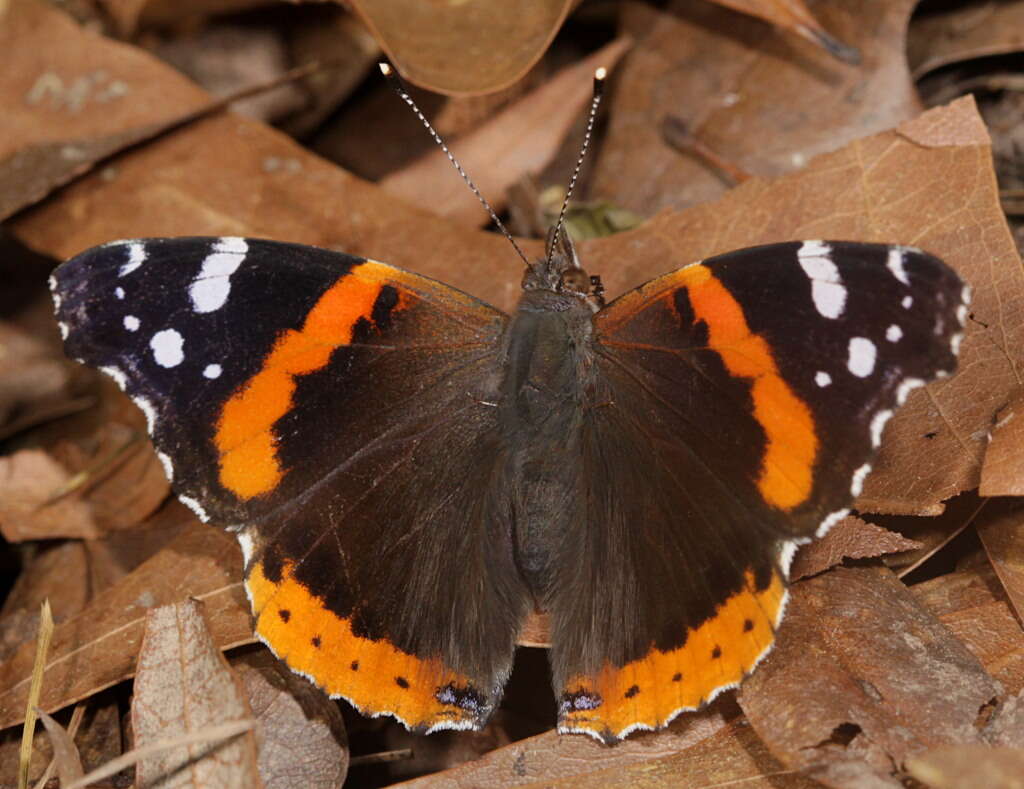 Image of Ladies and Red Admiral