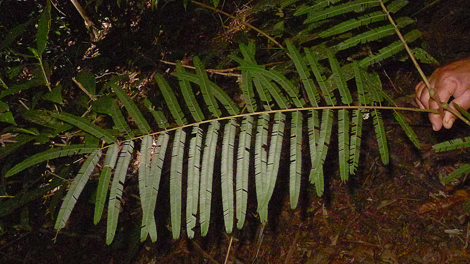 Plancia ëd Parkia pendula (Willd.) Walp.