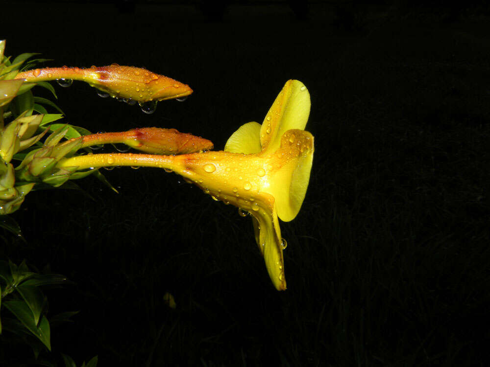 Image of Golden Trumpet or Buttercup Flower