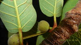 Image of Ficus gomelleira Kunth & Bouche