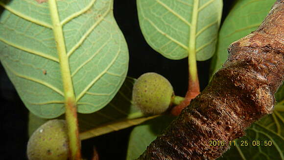 Ficus gomelleira Kunth & Bouche resmi