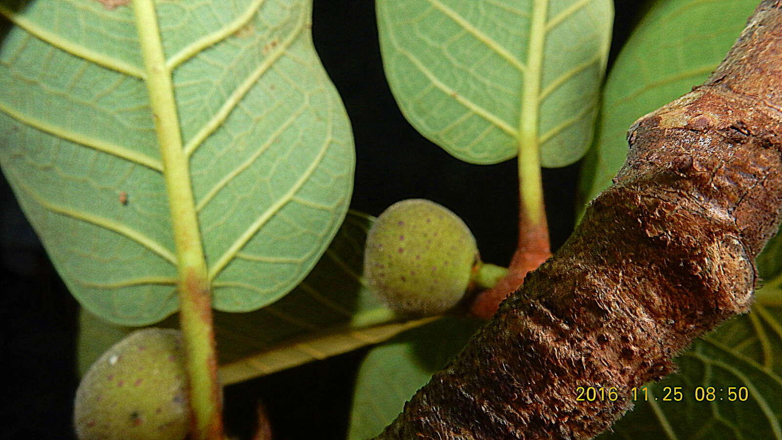 Image of Ficus gomelleira Kunth & Bouche