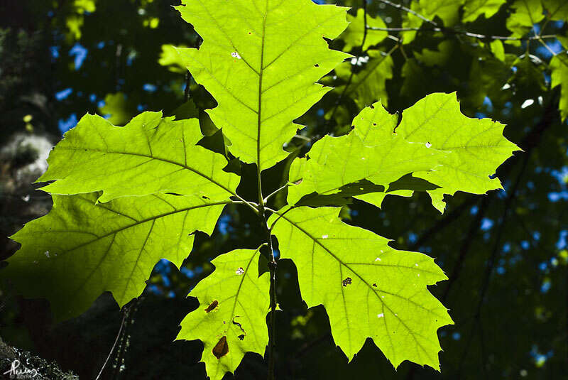 Image of Northern Red Oak