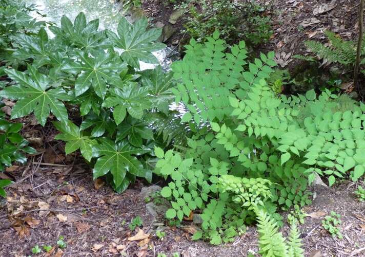 Image of fatsia