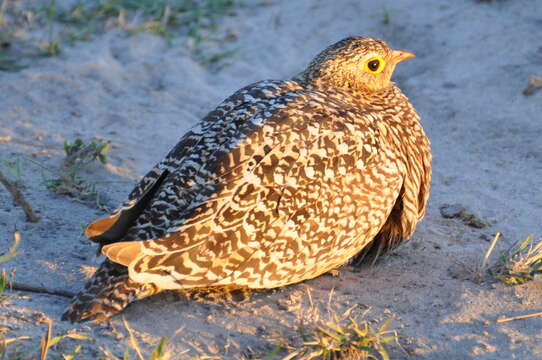 Image of Double-banded Sandgrouse