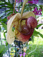 Image of Bucket orchids