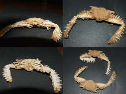Sivun Crustacea kuva