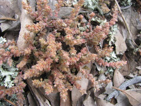 Image of Siberian pygmyweed