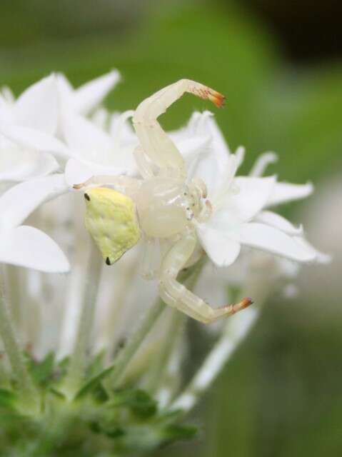 Image of Thomisus spectabilis Doleschall 1859