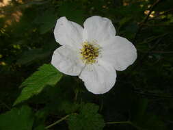 Image de Rubus neomexicanus A. Gray