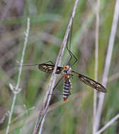 Image of limoniid crane flies