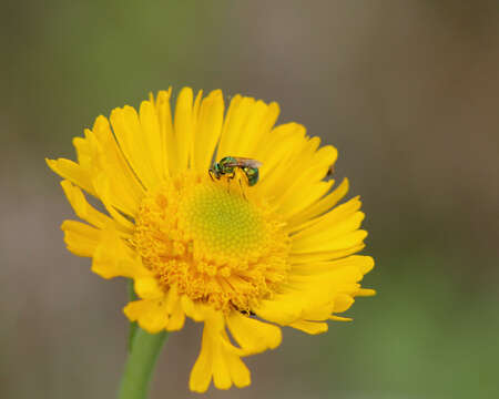 Image of southeastern sneezeweed