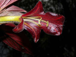 Imagem de Columnea raymondii C. V. Morton